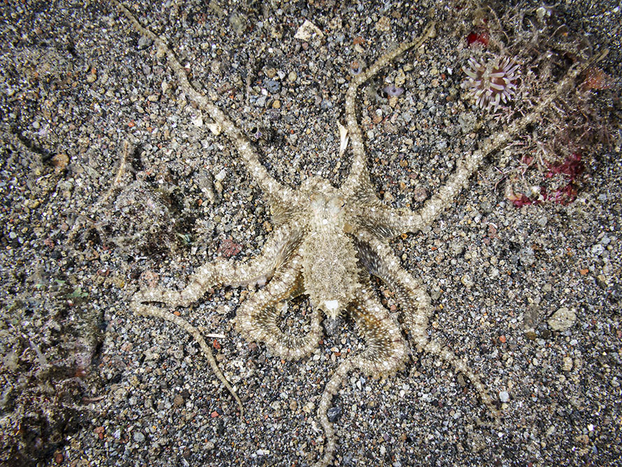Abdopus sp.